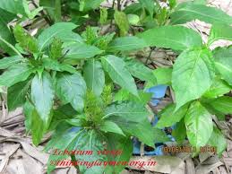 Image result for Ecbolium clarkei