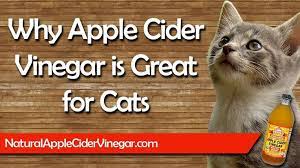 The Best Apple Cider Vinegar Natural Treatments For Cats Youtube In 2021 Ringworm In Cats Cat Ear Mites Best Apple Cider Vinegar