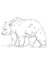 Best free coloring pages for kids & adults to print or color online as disney, frozen, alphabet and more printable coloring book. Grizzly Bear Coloring Pages Free The Following Is Our Bear Coloring Page Collection You Are Free Bear Coloring Pages Animal Coloring Pages Bug Coloring Pages