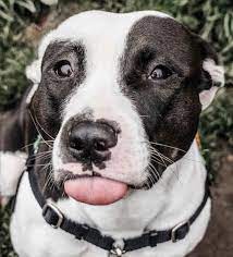 Blep With Bonita Humane Society Best Dogs Good Cause