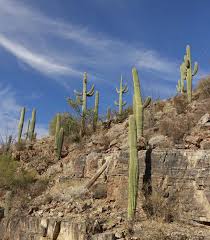Organ pipe cactus national monument, arizona. Things To Do In Saguaro National Park The Weekend Guide