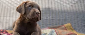 L' intero fabbricato è dedicato ai cavalier i cuccioli prima dello svezzamento vengono portati a casa dove ricevono la giusta socializzazione. Allevamento Labrador Cuccioli Labrador Retriever