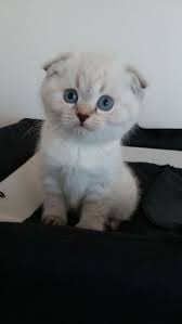 Satilik Scottish Fold Panosundaki Pin