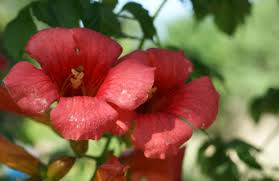 Image result for Tephrosia radicans