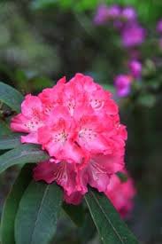 Red Rhododendron Shrub Fast Growing Trees Fast Growing Shrubs Growing Tree