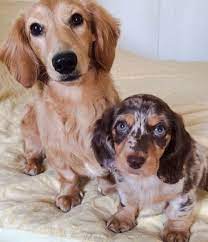 Pin De Coqui De Vicente En I Love Dachshunds