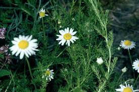 You can probably harvest twice a week while they're flowering and each plant produces lots of little flowers! How To Grow Camomile Rhs Gardening