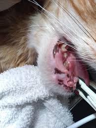But not all oral growths are cancerous. Cat Mouth Tumor Symptoms Guide At Cats Www Addlab Aalto Fi