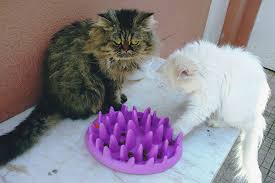 Custom electronic pet door contraption. Outdoor Feeding Stations For Cats Weatherproof To Insect Raccoon Proof