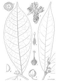 Image result for Octolepis