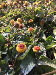 Image result for Spilanthes