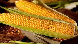 We did not find results for: 6 Kandungan Jagung Ini Penyokong Keberhasilan Diet Anda Health Liputan6 Com