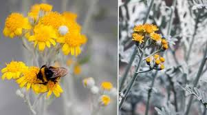 Dusty miller is grown mostly as a border plant or used in containers. Dusty Miller Plant Complete Care Guide With Flower Pictures
