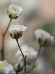 White Petaled Flower Gypsophila Gypsophila Gypsophila Baby S Breath Hd Wallpaper Wallpaperbetter
