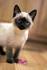 Available Siamese Kittens For Sale & Cats For Adoption