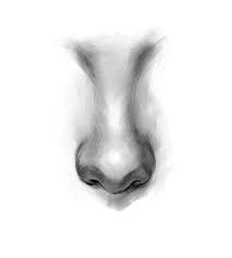 On top of the nose, i drew a trapezoid representing the bridge. How To Draw The Nose A Simple Step By Step Guide Gvaat S Workshop