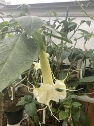 We did not find results for: Pestovanie Brugmansia