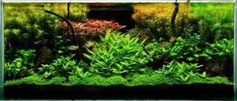 Things like hardscape, substrate and plants are placed in the aquarium because we're trying to fulfill the needs of avoiding symmetry helps to keep an aquascape from looking too harsh or manmade. Planted Aquarium Basics How To Set Up A Planted Tank Planted Aquarium Aquascape Aquarium Maintenance