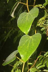 Image result for Tinospora fragosa