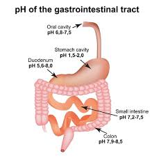 Basic elements (factors) of human body structure 3. Ph In The Human Body