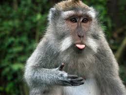 O que significa Sonhar com Macaco segundo a Bíblia?