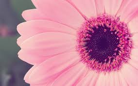 Tons of awesome pink daisy flower wallpapers to download for free. Wallpaper Pink Flowers Blossom Daisy Flower Flora Petal Land Plant Flowering Plant Close Up Macro Photography Plant Stem Daisy Family Gerbera 1920x1200 Questionablecontext 242766 Hd Wallpapers Wallhere
