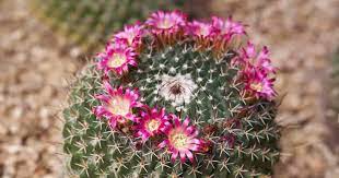 And if you were lucky enough to observe its. Mammillaria Cactus Care Learn To Grow The Pincushion Cactus