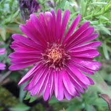 Image result for Asters `Jenny