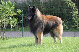 Belgian shepherd dog (also know as the belgian sheepdog or chien de berger belge) can refer to any of four varieties of dog: Belgian Shepherd Dog Egypt Home Facebook