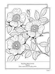 Printable coloring pages for kids and adults. Pin By Becky Haynes On Dover Coloring Tooling Patterns Leather Tooling Patterns Coloring Pictures