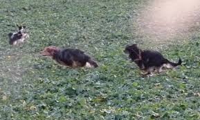 Kann alle befehle wie sitz, bleib, platz, bei fuß usw. Ab Wann Kann Man Welpen Ohne Leine Laufen Lassen