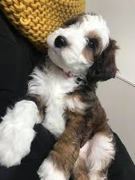 Black And White Sheepadoodle For Sale Red Sable Phantom Sheepadoodle Sheepadoodle Sheepadoodle Puppy Goldendoodle