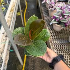 Image result for Ficus elastica