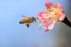 Check spelling or type a new query. Enjoy A Variety Of Food Thank A Pollinator Food Insight