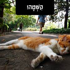 Word Of The Day Kishta Haaretz Com Haaretz Com