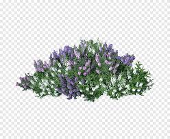 Check spelling or type a new query. Purple And White Petaled Flowers Illustration Shrub Flower Rose Bushes Purple Violet Png Pngegg