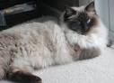 Ragdoll Kittens for Sale - Felines4us