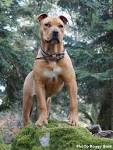 Ca de Bou Breed Information, Characteristics & Heath ...