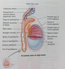 Image result for Testicle
