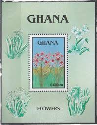 Image result for Hibiscus mastersianus