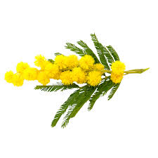 Caricato alle 21 aprile 2018. Piante Ingredienti Ortis