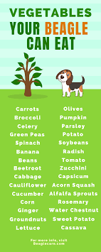 Vegetables That Your Beagle Can Eat Beagle Healthy Dog Food Recipes Vegetables