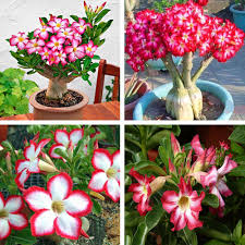 Check spelling or type a new query. 50 Pcs Rare Pink Adenium Obesum Desert Rose Seeds Flower Bonsai Tree Plant Decor Buy At A Low Prices On Joom E Commerce Platform