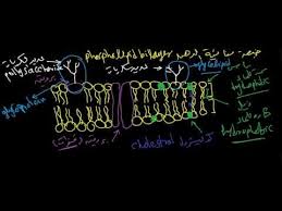 Plasma Membrane الغشاء البلازمي Youtube