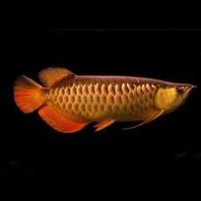 So as not to complicate matters, let's just focus on the two most popular shades of blue: Pin Di Arowana