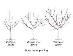 Stone Fruits For Minnesota Gardens Pruning Fruit Trees Tree Pruning Prune