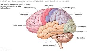 Cerebral Cortex Brain Diagram Brain Anatomy Human Brain Diagram