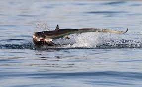 Newport coastal adventure (nca) posted the photos on facebook. Sea Lion Vs Shark Does Not Always End How You D Expect Predator Vs Prey Earth Touch News