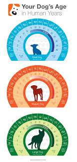 dog age chart tap the pin for the most adorable pawtastic