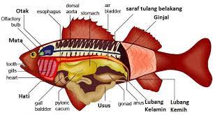 Pengertian ikan menurut jurnal : Ikan Pisces Pengertian Ciri Jenis Struktur Tubuh Contoh